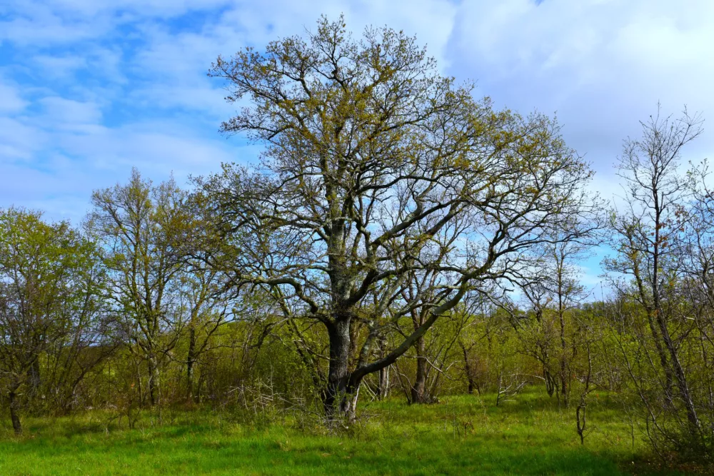 Posebej rade imajo hrast, vendar lahko napadejo tudi druga drevesa.