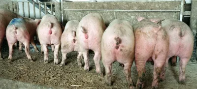 kmetijstvo, prašiči, hlev: Fto: Luka Cjuha