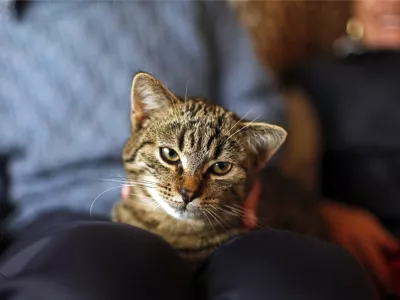 rešeni maček Džoni- Dogoše pri Mariboru - portret rešitelja hišnega ljubljenčka v poplavah 5. novembra 2012 ko je reka Drava prestopila bregove zaradi dviga zapornic na avstrijski strani - objavljena fotografija 051112jg10//FOTO: Jaka Gasar