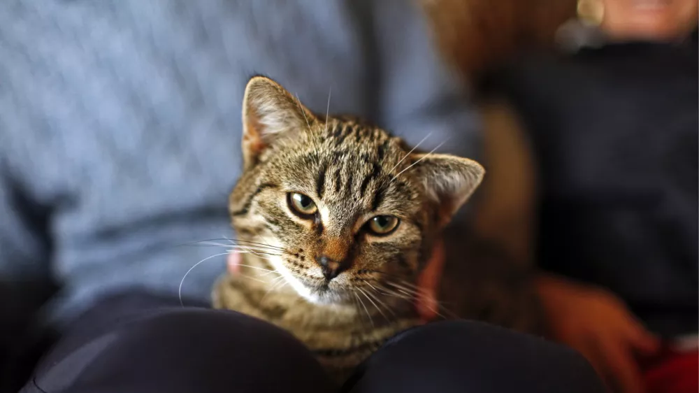 rešeni maček Džoni- Dogoše pri Mariboru - portret rešitelja hišnega ljubljenčka v poplavah 5. novembra 2012 ko je reka Drava prestopila bregove zaradi dviga zapornic na avstrijski strani - objavljena fotografija 051112jg10//FOTO: Jaka Gasar