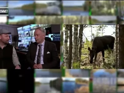 Sedma izdaja Den stora älgvandringen (Velika selitev losov), Švedska javna televizija SVT