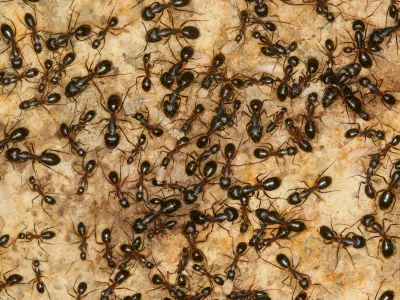 Veliko mravelj na kupu