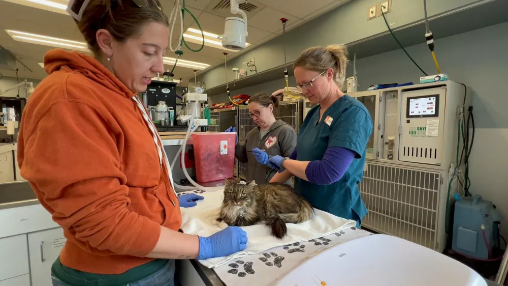 Kot po čudežu preživela Mirage je na varnem. Foto: Društva za živali Best Friends