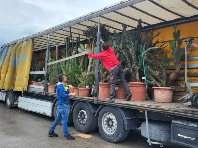 Letos bo prvič zacvetela ena od agav, ki spada med ogrožene vrste. Foto: Jože Bavcon