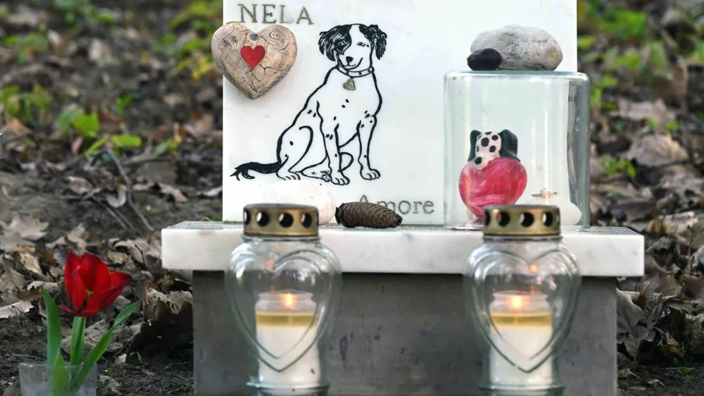 Obtoženi naj bi upepelil le večje živali, njihov pepel pa razdelil med več lastnikov. Foto: Reuters