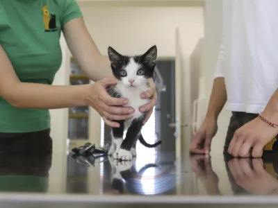 ﻿- maček - - 16.07.2020 - nova veterinarska ambulanta - Zavetišče za zapuščene živali Ljubljana - Gmajnice 30, oskrba zapuščenih domačih hišnih živali //FOTO: Jaka Gasar