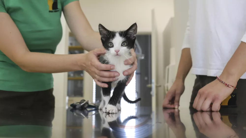 ﻿- maček - - 16.07.2020 - nova veterinarska ambulanta - Zavetišče za zapuščene živali Ljubljana - Gmajnice 30, oskrba zapuščenih domačih hišnih živali //FOTO: Jaka Gasar