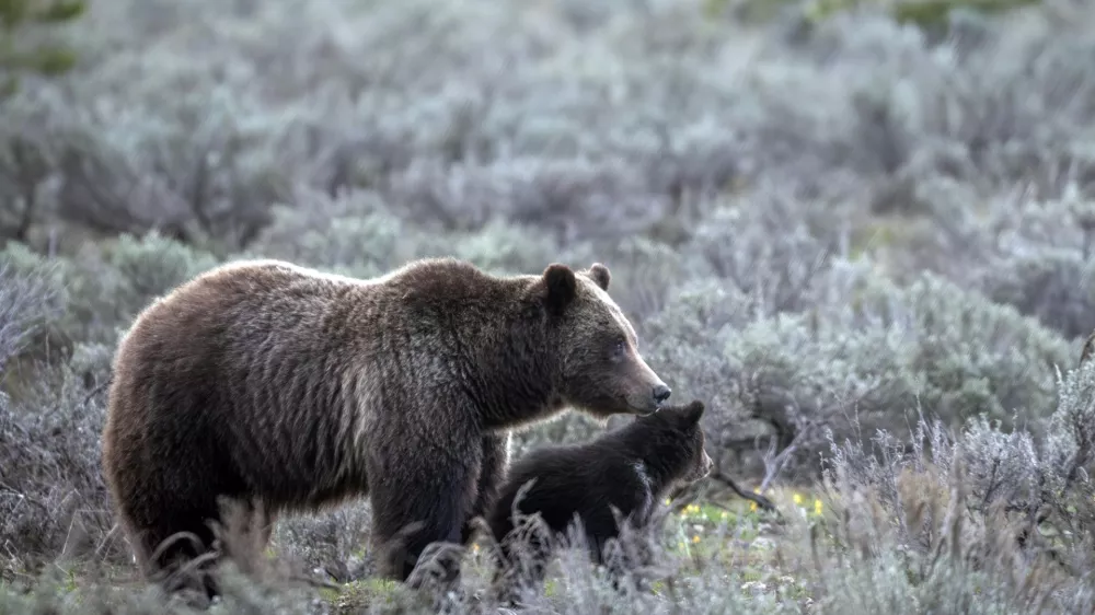 FILE - In this undated photo provided by Grand Teton National Park a grizzly bear known as No. 399 walks along side a cub. (C. Adams/Grand Teton National Park via AP, File)
