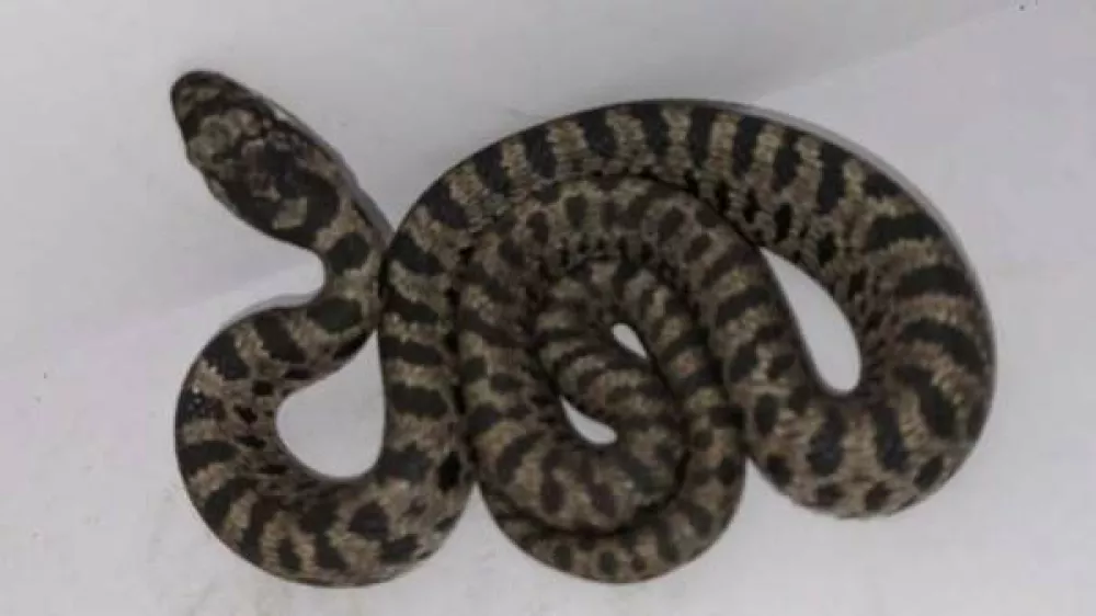 Strokovnjaki domnevajo, da je kača v Zagreb prispela kot slepi potnik, skrita v vozilu, ki je pripotovalo iz obmorskih krajev. Foto: Facebook