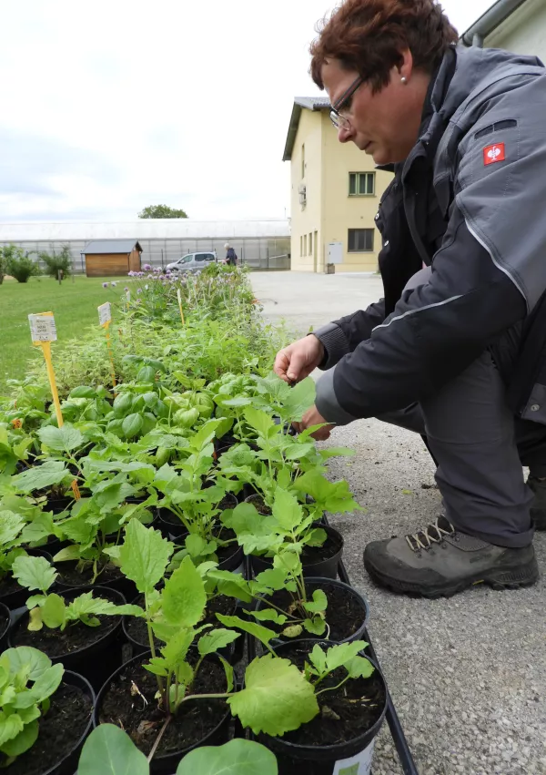 Dnevni odprtih vrat v vrtu zdravilnih in aromatičnih rastlin so namenjeni popularizaciji zeliščarstva in tudi nakupu sadik, ki traja še ves maj in tudi junija. Obiskovalci dobijo tu vse informacije za vzgojo in uporabo rastlin.  / Foto: Katja Petrovec