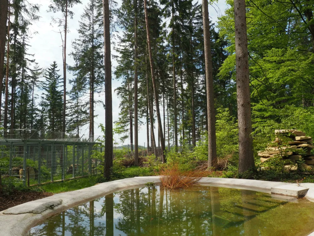 Novi dom kočevskega starča Felixa se ponaša s pravim gozdom in ribnikom. F FOUR PAWS