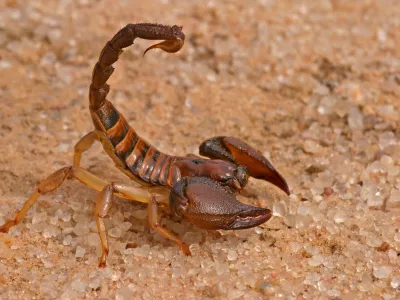 ﻿Aggressive scorpion (Opistophthalmus carinatus) in defensive position, Kalahari desert, South Africa