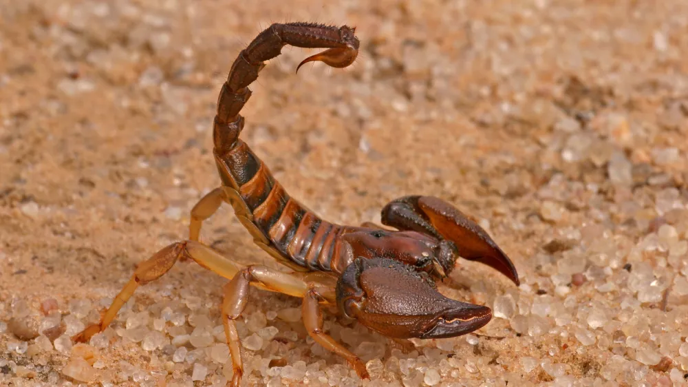 ﻿Aggressive scorpion (Opistophthalmus carinatus) in defensive position, Kalahari desert, South Africa