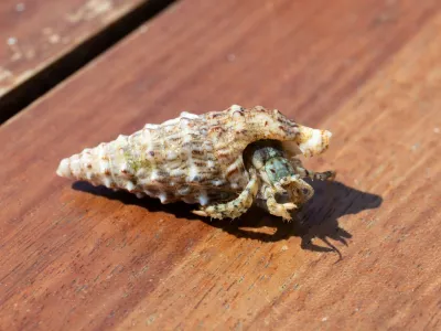 Oblasti še niso ugotovile, zakaj so Kitajci skušali pretihotapiti ogromno količino rakov. Simbolična fotografija: Profimedia