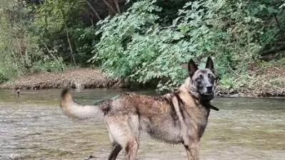 Išče se belgijski kuža