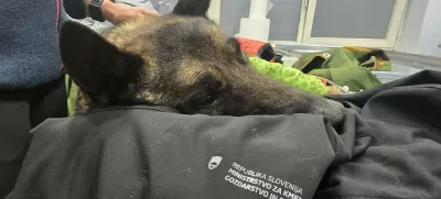 Lairy je bil vidno podhlajen in močno dehidriran, tudi desna noga je večkrat zlomljena. Foto: K9 iskanje pogrešanih