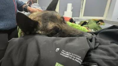 Lairy je bil vidno podhlajen in močno dehidriran, tudi desna noga je večkrat zlomljena. Foto: K9 iskanje pogrešanih