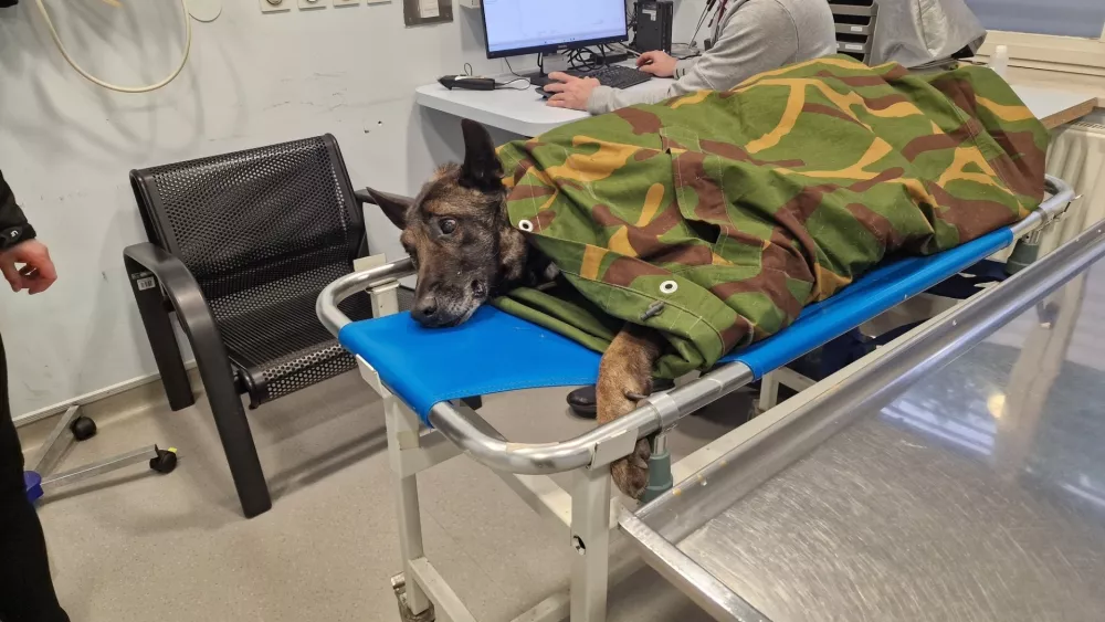 Na kliniki je takoj dobil toplo infuzijo in protibolečinsko terapijo. Foto: K9 iskanje pogrešanih