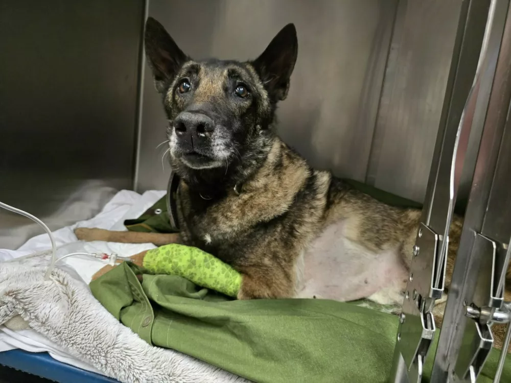 Lairy dobro okreva, danes ga na kliniki čaka še rentgen. Foto: K9 iskanje pogrešanih