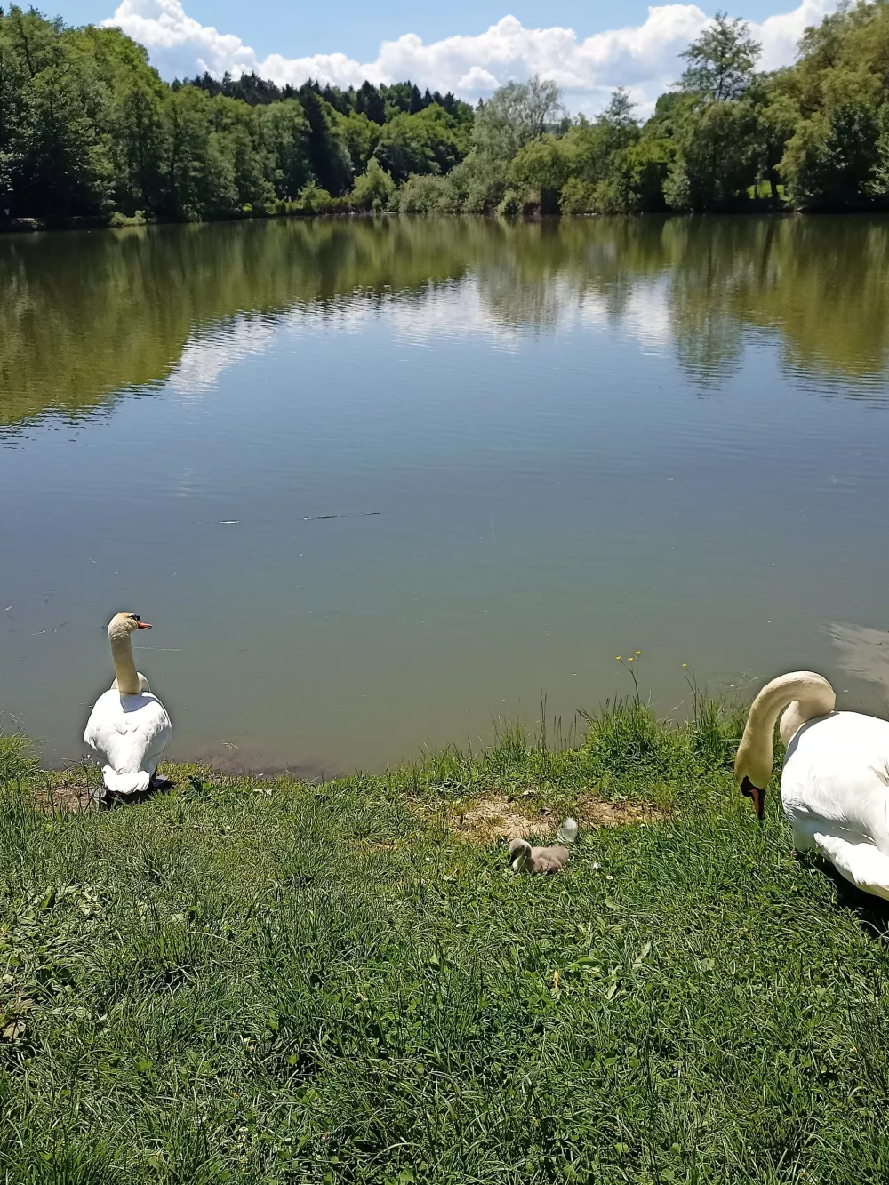 Laboda sta se razveselila naraščaja. Foto: Nina Knaus
