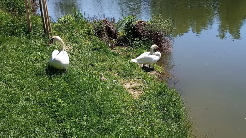 Laboda, ki že nekaj let živita in na pomlad tudi gnezdita ob Koseškem bajerju, sta se razveselila naraščaja. Foto: Nina Knaus