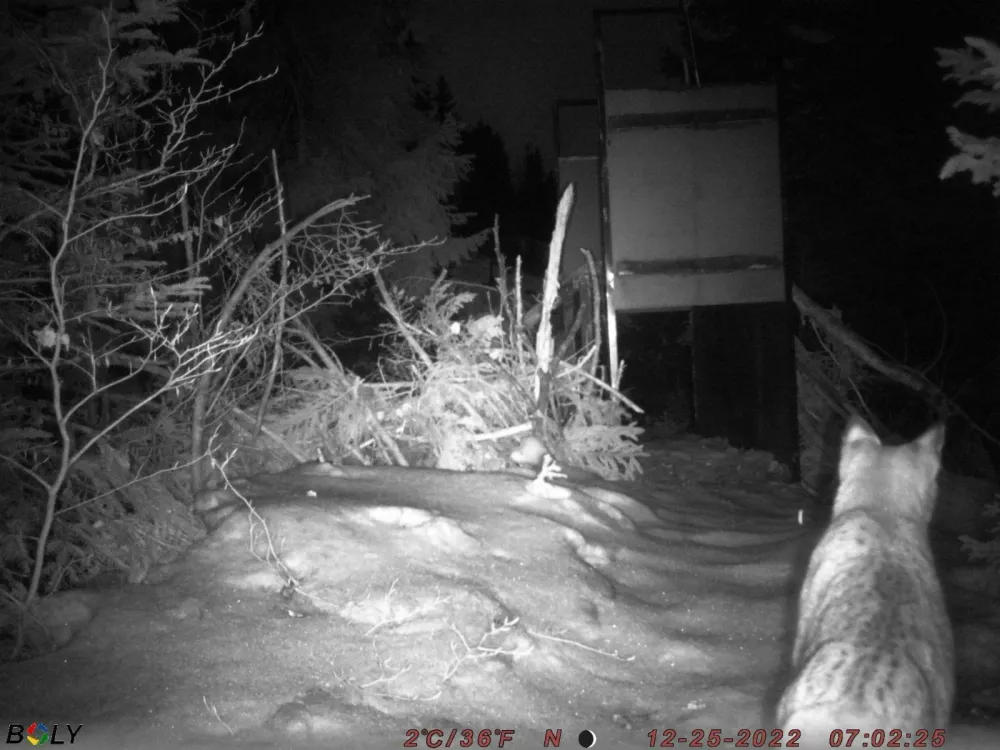 Meri leta 2022 na božični dan pred pastjo, na dan, ko se je pustil ujeti. Kot pove Rok Černe, se samci pustijo lažje ujeti kot samice. / Foto: Life Lynx