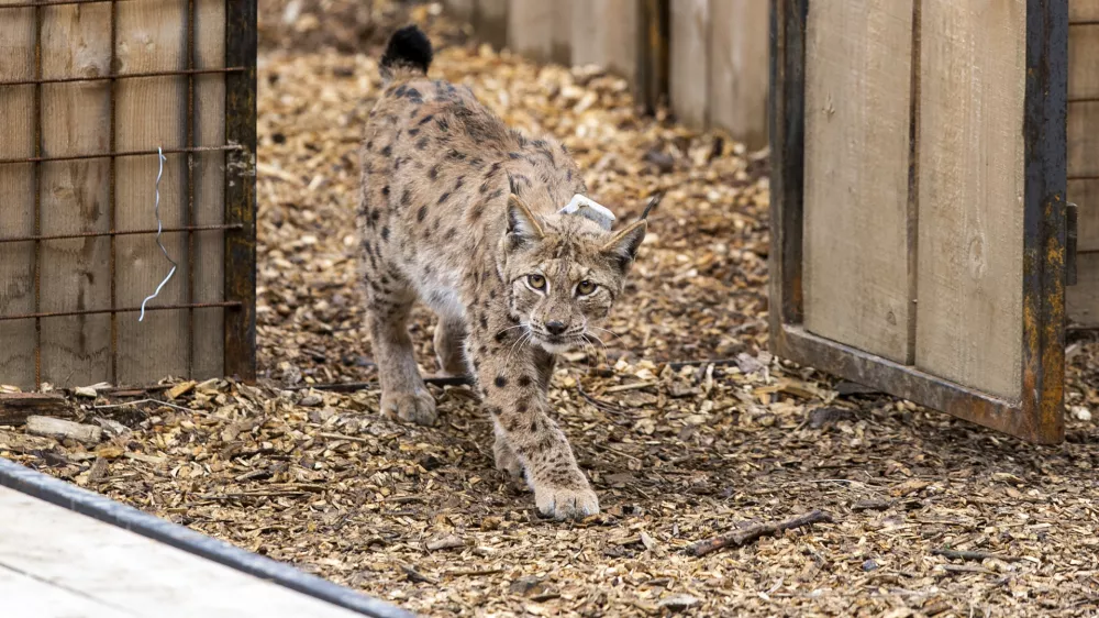 ﻿- 28.04.2021 – Pokljuka - izpust risov Lenke, Julije in Trisa, ki so jih v okviru projekta LIFE Lynx pripeljali iz Romunije in Slovaške v Slovenijo. //FOTO: Matjaž Rušt / Foto: Matjaž Rušt