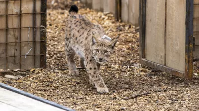 ﻿- 28.04.2021 – Pokljuka - izpust risov Lenke, Julije in Trisa, ki so jih v okviru projekta LIFE Lynx pripeljali iz Romunije in Slovaške v Slovenijo. //FOTO: Matjaž Rušt / Foto: Matjaž Rušt