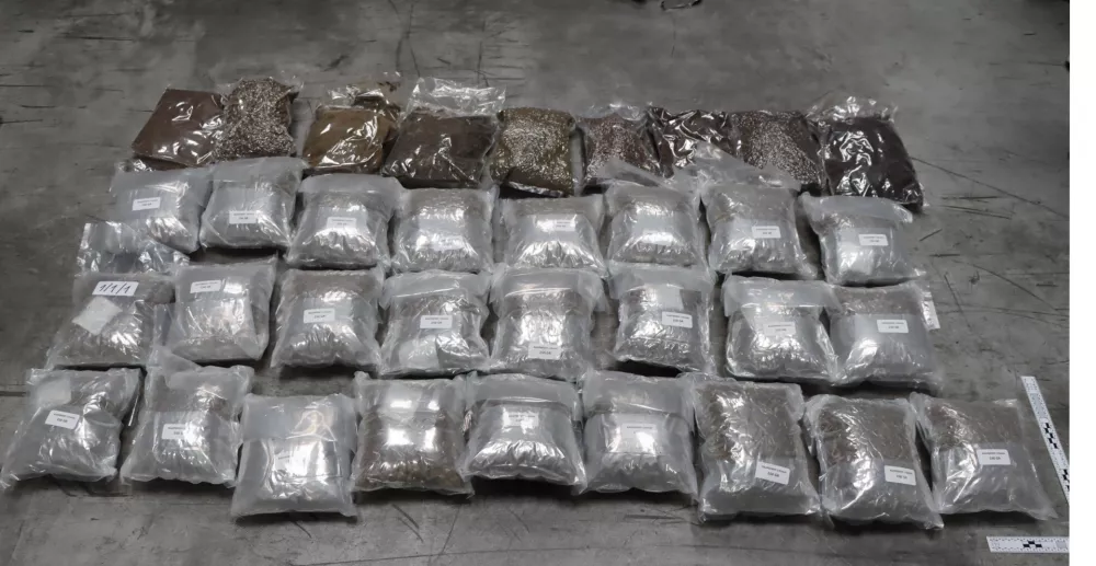 zaseg konoplje PU Koper