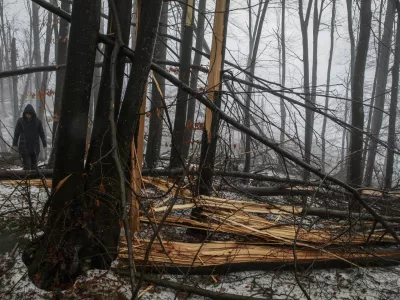 Stanje v gozdovih je boljše, kot so sprva kazali podatki iz gozdnih inventur za obdobje 2012–2018, je pojasnil Primož Simončič, raziskovalec na Gozdarskem inštitutu Slovenije, ki ga je v preteklosti tudi vodil. Fotografija je simbolična.
Foto: Luka Cjuha