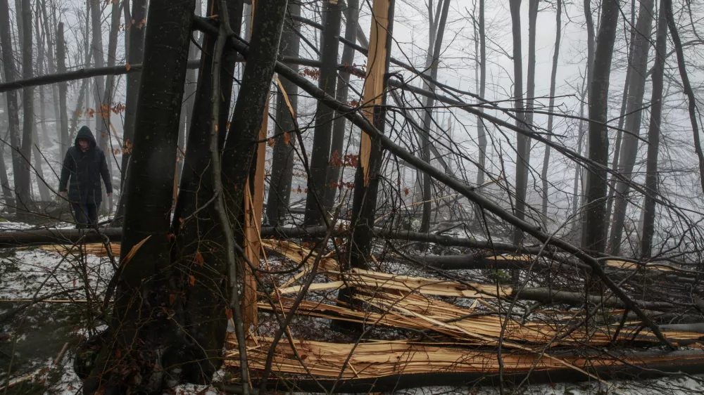 Stanje v gozdovih je boljše, kot so sprva kazali podatki iz gozdnih inventur za obdobje 2012–2018, je pojasnil Primož Simončič, raziskovalec na Gozdarskem inštitutu Slovenije, ki ga je v preteklosti tudi vodil. Fotografija je simbolična.
Foto: Luka Cjuha
