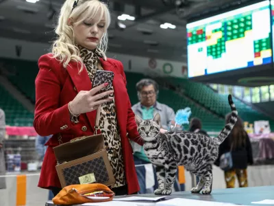 18.05.2025 - razstava mačk Hala tivoliFoto: Luka Cjuha