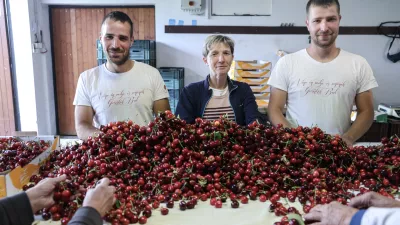- 16.05.2025 - Domačija Bizjak, vinogradništvo, sadjarstvo, češnje//FOTO: Jaka Gasar