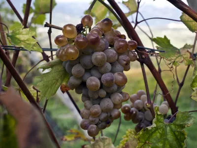 grozd Klarnica - stara sorta vinske trte - vinograd v Vipavski dolini- reportaža vinarji        //FOTO: Jaka Gasar