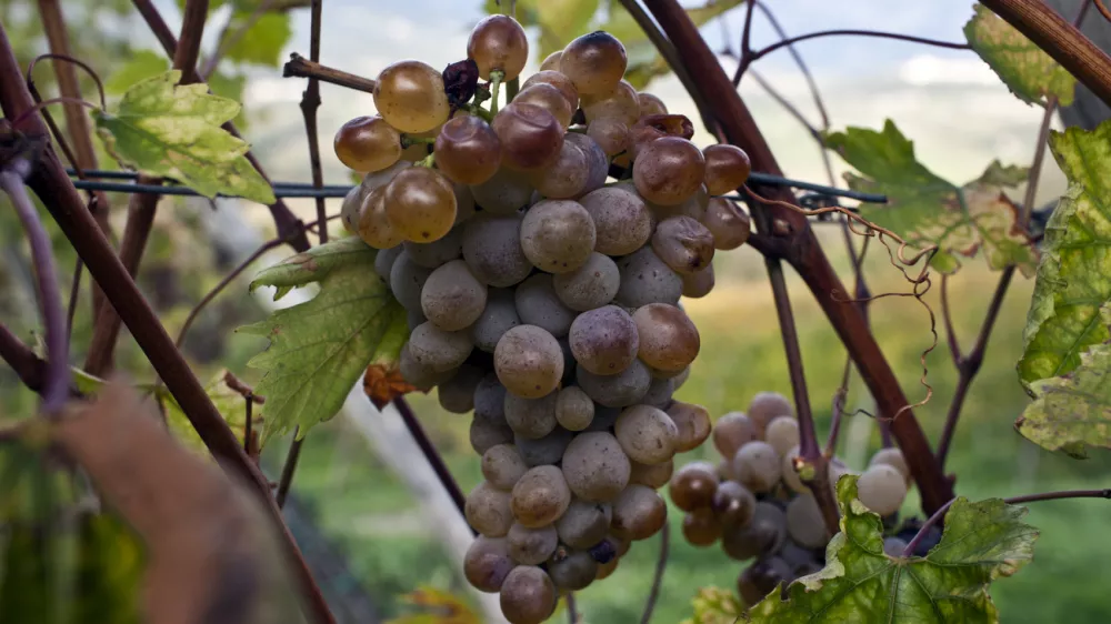 grozd Klarnica - stara sorta vinske trte - vinograd v Vipavski dolini- reportaža vinarji        //FOTO: Jaka Gasar