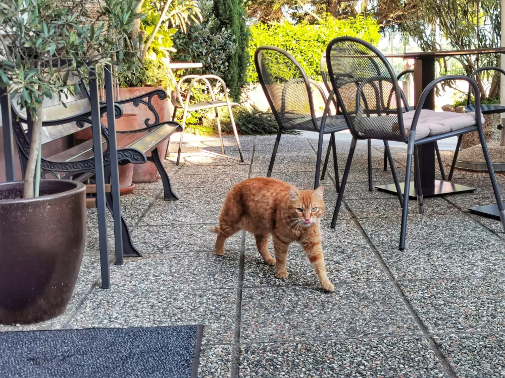 Maček Čarli, Okrepčevalnica na lepem razgledu