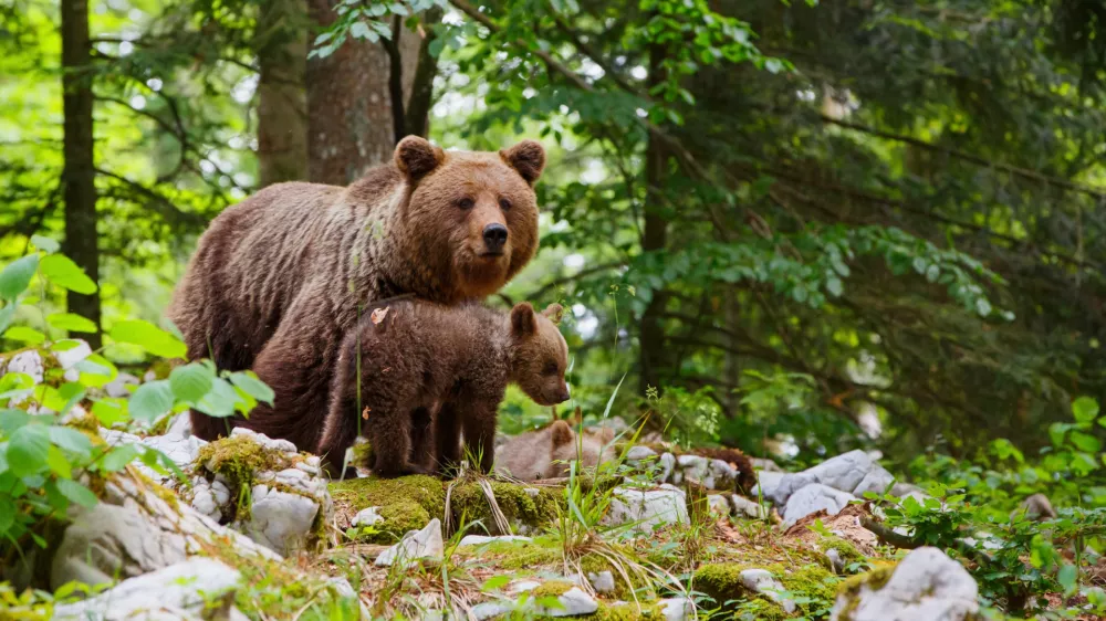 Brown bear - close encounter with a big mother wild brown bear with her cubs in the forest and mountains of the Notranjska region in Slovenia / Foto: Henk Bogaard