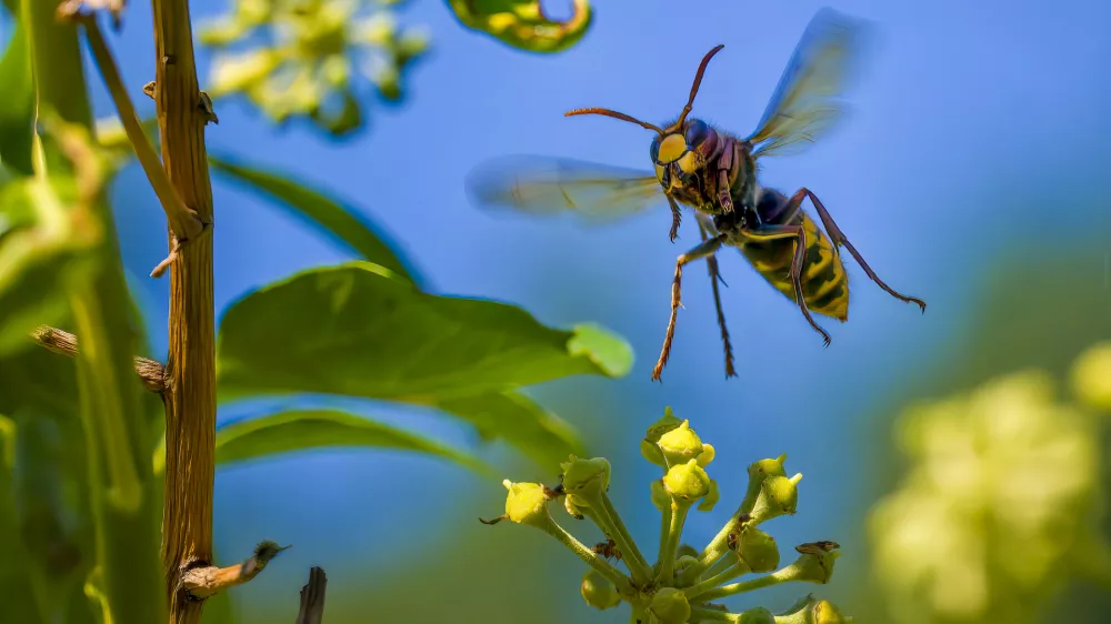 Macro shot from a flying hornet (Vespa crabro) over ivy blossoms in the sunshine. / Foto: Mickis-fotowelt