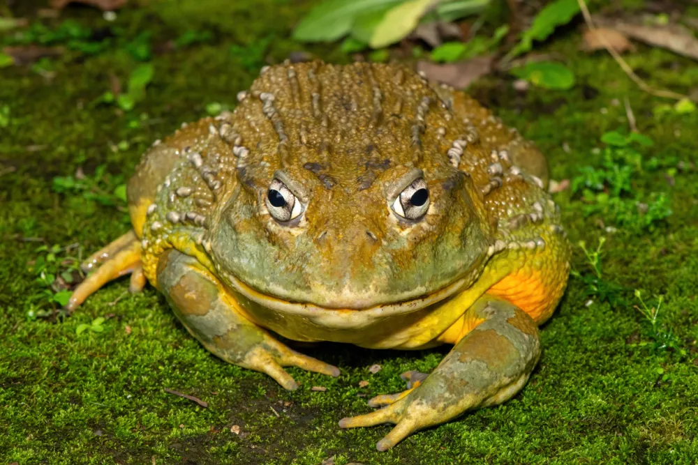 Afriška volovska žaba / Foto: Istock