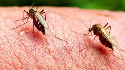 ﻿Komarji – najnevarnejša živalska vrstaDANS L'OEIL DU MOUSTIQUE / MOSQUITOS ON THE RISEfrancoska dokumentarna oddaja, 2016