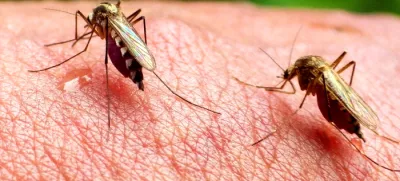 ﻿Komarji – najnevarnejša živalska vrstaDANS L'OEIL DU MOUSTIQUE / MOSQUITOS ON THE RISEfrancoska dokumentarna oddaja, 2016