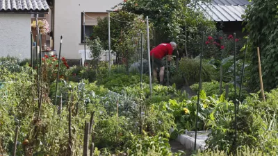 - Trnovsko predmestje Krakovo - vrtički ob Krakovski ulici. zelenjava, vrtnine.    //FOTO: Luka Cjuha