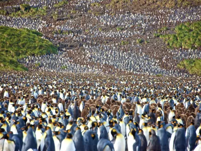 Študija ugotavlja, da pingvinji iztrebki ustvarjajo oblake, ki pomagajo ohladiti planet. Foto: iStock