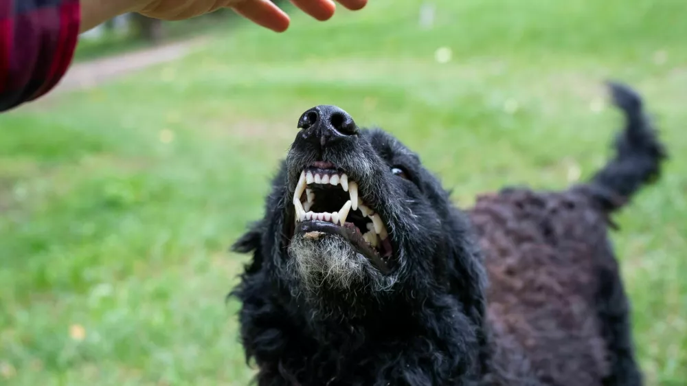 Nevaren pes kaže zobe