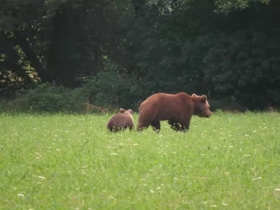 medvedka z mladičem na travniku pred gozdom