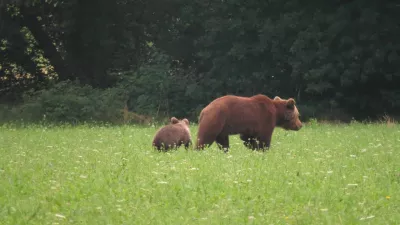 medvedka z mladičem na travniku pred gozdom