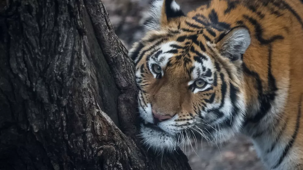 A tiger is seen in its enclosure, amid Russia's attack on Ukraine, in the city zoo in Kyiv, Ukraine December 18, 2024. REUTERS/Gleb Garanich   TPX IMAGES OF THE DAY