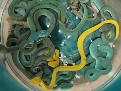 Indijski cariniki so v prtljagi na letališču v Mumbaju našli 47 strupenih kač.