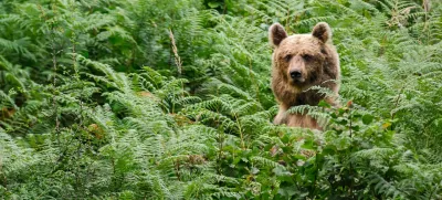 ﻿medved, medvedi, LIFE DINALP BEAR