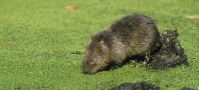 Water vole, Arvicola terrestris, single mammal by water,   Derbyshire, UK / Foto: Mikelane45